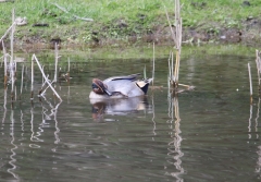 Wintertaling