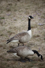 Grote Canadese Gans