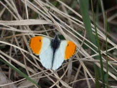 Oranjetipje