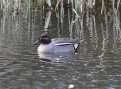 Wintertaling