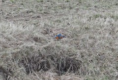 653A1339-IJsvogel